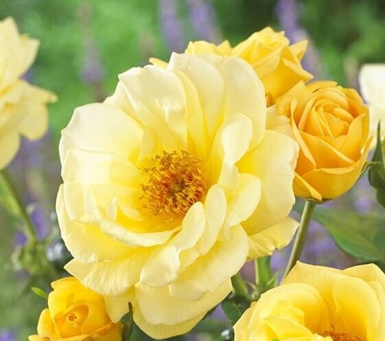 Роза флорибунда Артур Белл